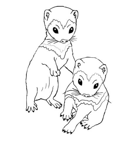 Ferret Kits Coloring Page